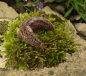 Preview: Tigerschnegel Limax MaximusTigerschnegel Limax Maximus