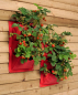 Preview: Hängende Gärten Erdbeere