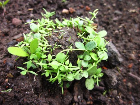 Preview: Seedballs - Balkongarten (3er)