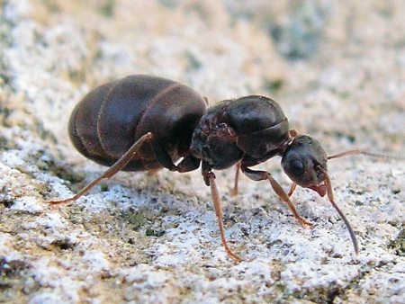 Lasius Niger