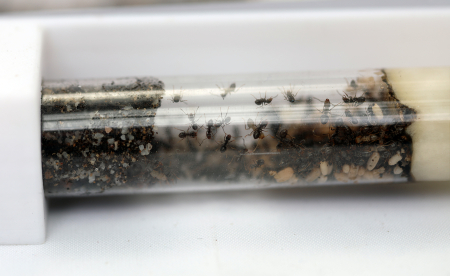 Lasius niger Nest