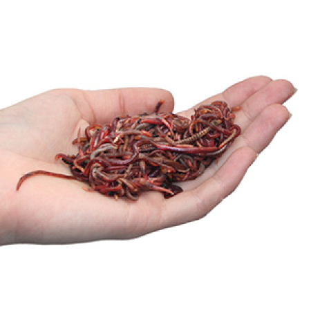 Preview: Kompostwürmer Eisenia