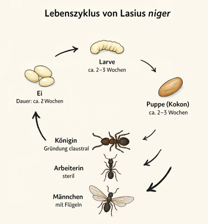 Lebenszyklus der Ameise