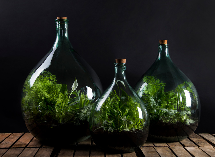 DIY Set Terrariumflasche 5 Liter - Wurmwelten.de - Fachhandel für Wurmkisten