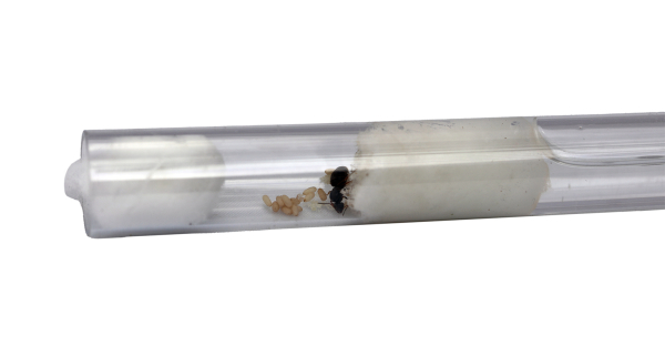 Lasius Niger in Test Tube Lasius Niger in Test Tube