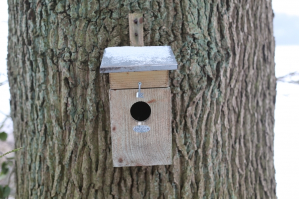 Nest box Starling