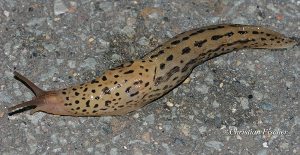 Tigerschnegel Limax Maximus