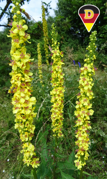 Schwarze Königskerze - Verbascum nigrum Schwarze Königskerze - Verbascum nigrum