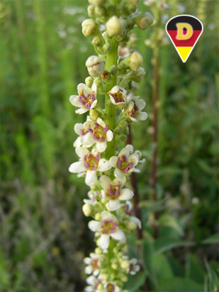Schwarze Königskerze - Verbascum nigrum Schwarze Königskerze - Verbascum nigrum