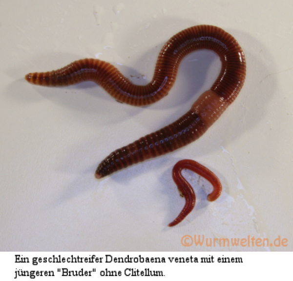1 kg Dendrobena Wurm Eisenia Hortensis Groß Large Regenwürmer 
