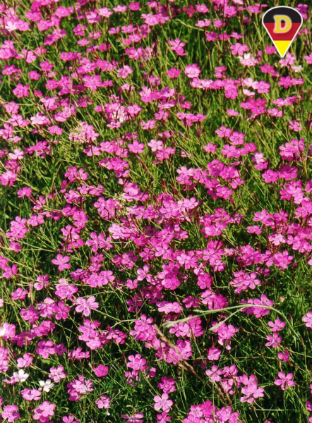 Heide-Nelke Heide-Nelke