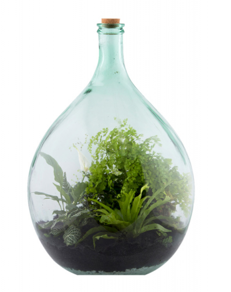 Plant Bottles Terra