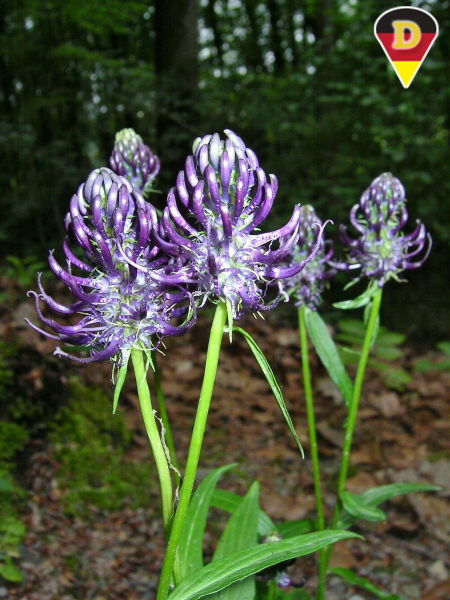 Black rampion