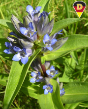 Kreuz-Enzian - Gentiana cruciata
