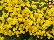 Mayweed