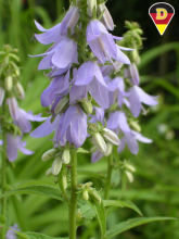 Creeping Bellflower