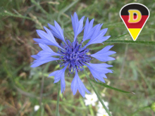Kornblume
