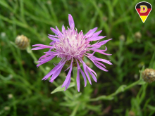 Wiesen-Flockenblume