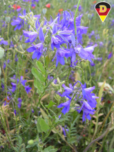 Forking larkspur