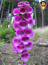 Common foxglove
