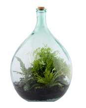 Flaschengarten Terrariumflaschen, verschiedene Größen