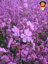 Rose campion