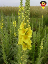 Dense-flowered Mullein