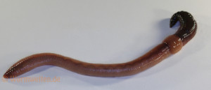 Tauwürmer mit Wurmtonne hältern | Wurmwelten.de - Wurmkisten & Kompostwürmer