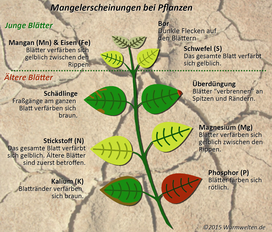 Mangelerscheinungen bei Pflanzen erkennen | Wurmwelten.de - Wurmkisten &  Kompostwürmer